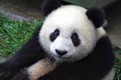 Большие панды в зоопарке Уэно планируют обзавестись потомством