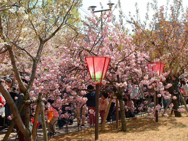 В Осаке окрылся туннель из цветущих деревьев сакуры 129 видов