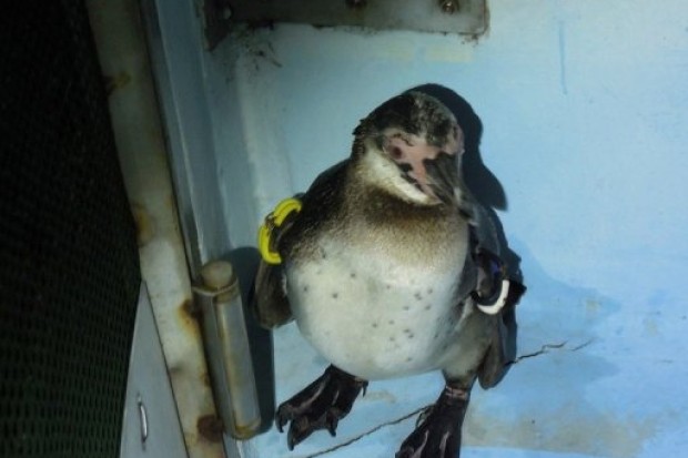 Пойман сбежавший пингвин Гумбольта, проживший 82 дня в японской столице