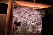 Токийский сад Рикугиен приглашает на ночную подсветку плакучей сакуры