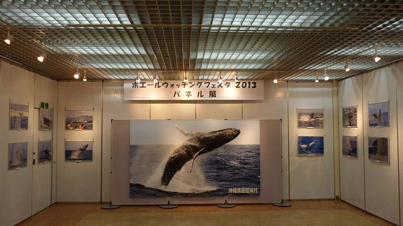 Сезон наблюдения за горбатыми китами открыт