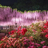 Фестиваль Глициний в Цветочном Парке Асикага