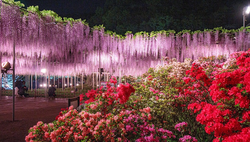 Фестиваль Глициний в Цветочном Парке Асикага