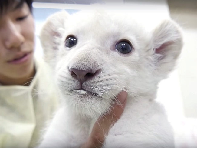 Белые львята из Окинавы заставили посещаемость зоопарка подскочить