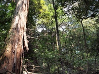 Первозданный лес горы Касуга-яма