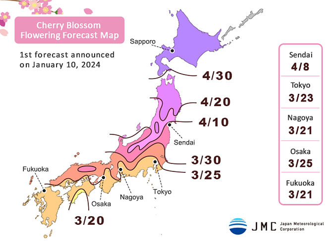 Прогноз цветения сакуры на 2024 год