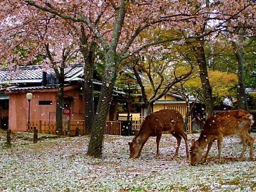 Осень в Японии достопримечательности