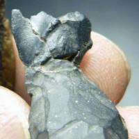 В префектуре Кагосима  был обнаружен зуб травоядного динозавра