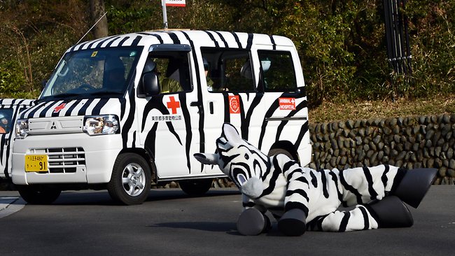В зоопарке Тама, Токио прошли учения: тренировались на зебре