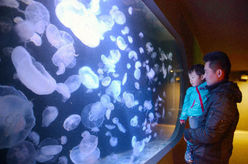 Аквариум Ямагата внесен в Книгу рекордов Гинесса за самую большую коллекцию медуз