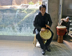 В зоопарке Саппоро увеличивают рождаемость аллигаторов с помощью игры на барабанах