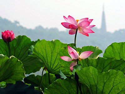 В Японии начался Фестиваль цветения лотосов