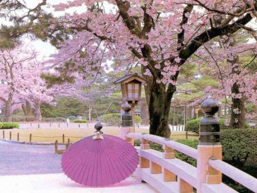 В Японии на острове Сикоку распустилась первая сакура