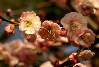 В Японии начался сезон цветения слив