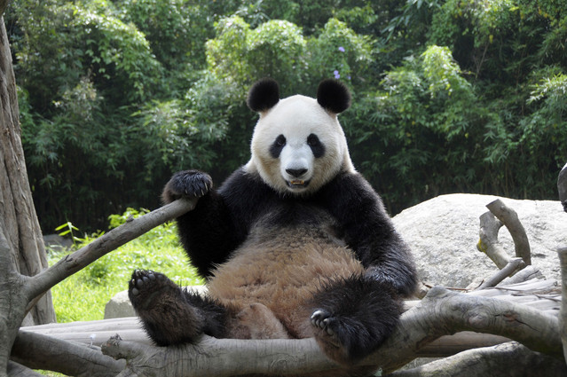 Панды зоопарка Уэно помогают привлечь 4 млн. посетителей впервые за 19 лет