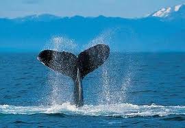 Скандальный город Тайдзи планирует открыть заповедник китов и дельфинов