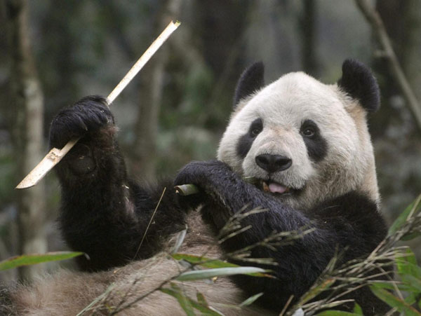Панда зоопарка Уэно в Токио беременна: возможен первый случай получения естественного потомства панд в неволе