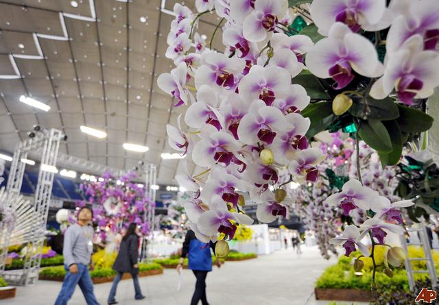 Международная выставка орхидей Japan Grand Prix International Orchid Festival 2012