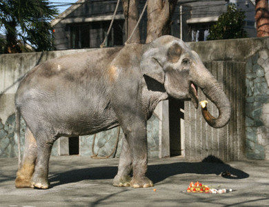 В Японии отпраздновали День Рождения самой пожилой слонихи