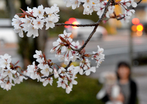 В Японии наступила весна