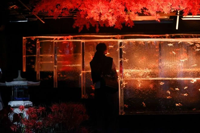Музей Art Aquarium в Гиндзе украшает золотых рыбок сезонными мотивами