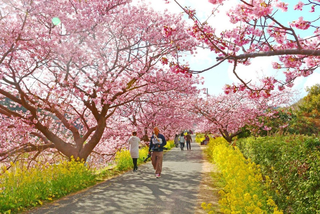 Сливовая роща Hirota Bairin Fureai Park в префектуре Хёго