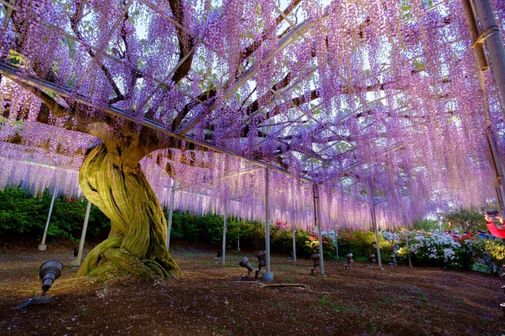 Цветение глицинии в Ashikaga Flower Park в префектуре Тотиги