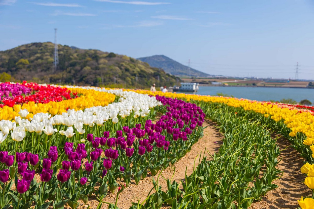 Тюльпановые поля в Ashigaike Agricultural Park в префектуре Айти