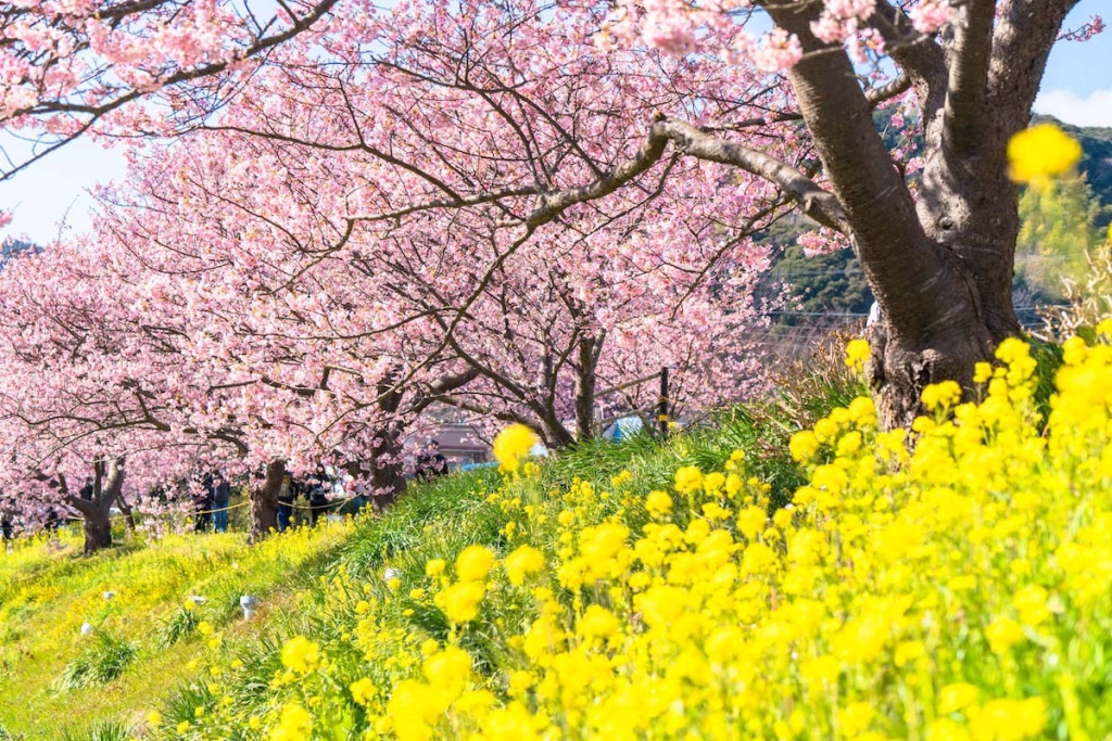 Фестиваль Minami no Sakura to Nanohana Matsuri в Сидзуоке
