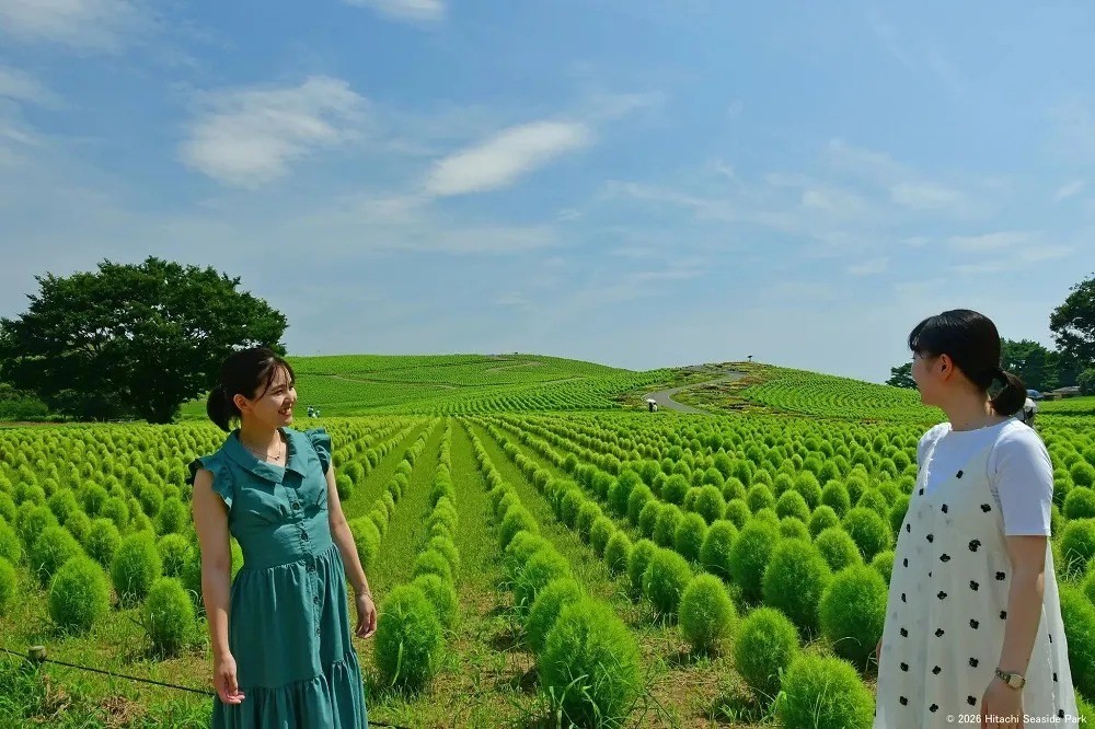 Ярко-зелёные кусты кохии на холме в Hitachi Seaside Park летом