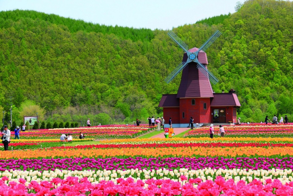 Тюльпаны в Kamiyubetsu Tulip Park на Хоккайдо