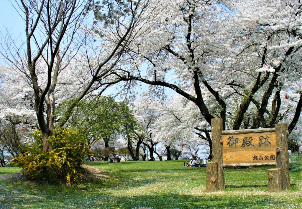 Ранняя сакура Kawazu в Shiroyama Sakura в Сидзуоке