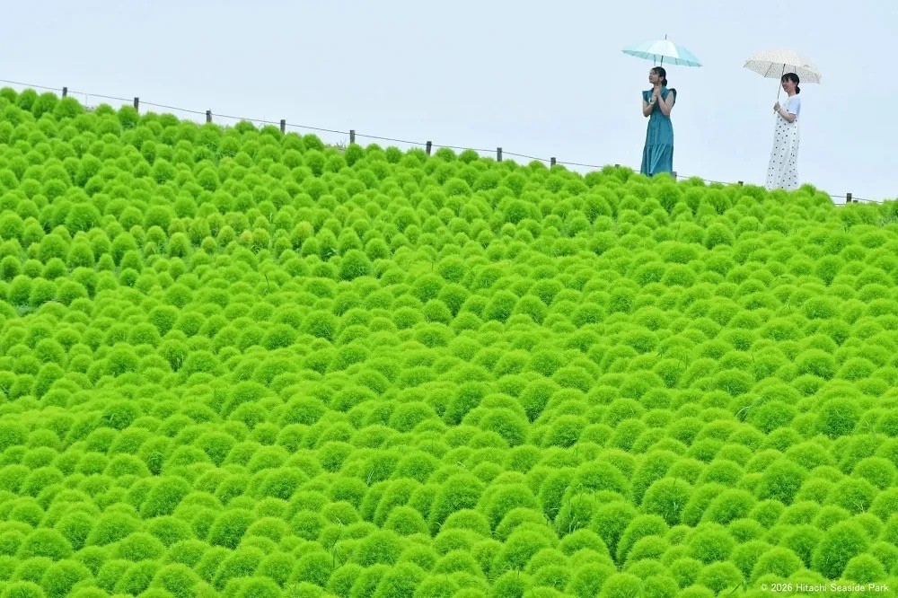 Сезоны кохии в Hitachi Seaside Park — от зелёного к красному