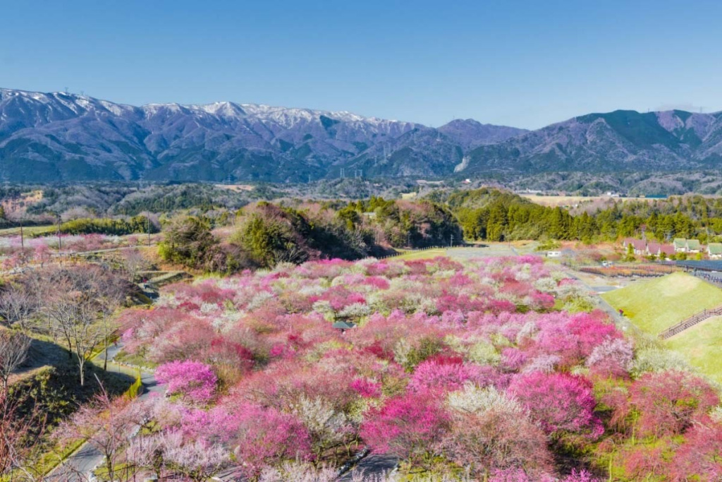 Цветение слив в Inabe Nogyo Park в префектуре Миэ