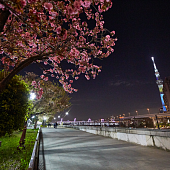 3 cамые живописные ночные прогулки в Токио
