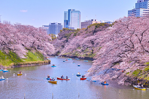 Сакура и скрытая Япония