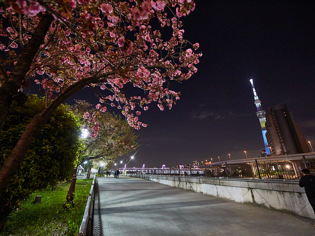 3 cамые живописные ночные прогулки в Токио