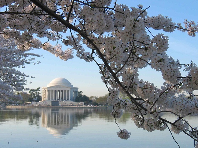 Японские вишни в Вашингтоне отмечают свой 100-летний юбилей