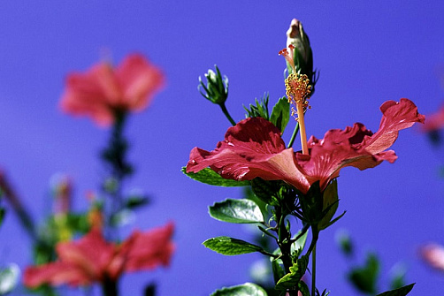 Групповой тур на Окинаву