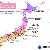 Прогноз цветения сакуры в Японии на 2026 год