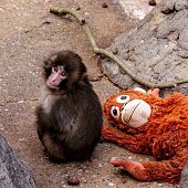 Панч из японского зоопарка: малыш, за которым теперь следят сотни посетителей