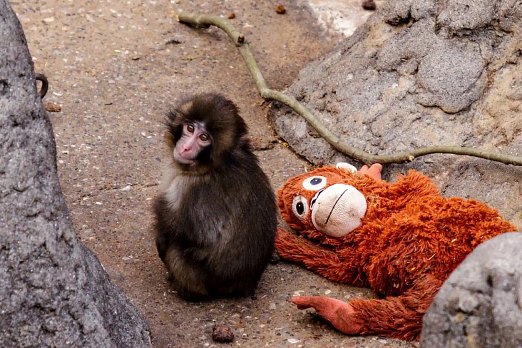 Панч из японского зоопарка: малыш, за которым теперь следят сотни посетителей