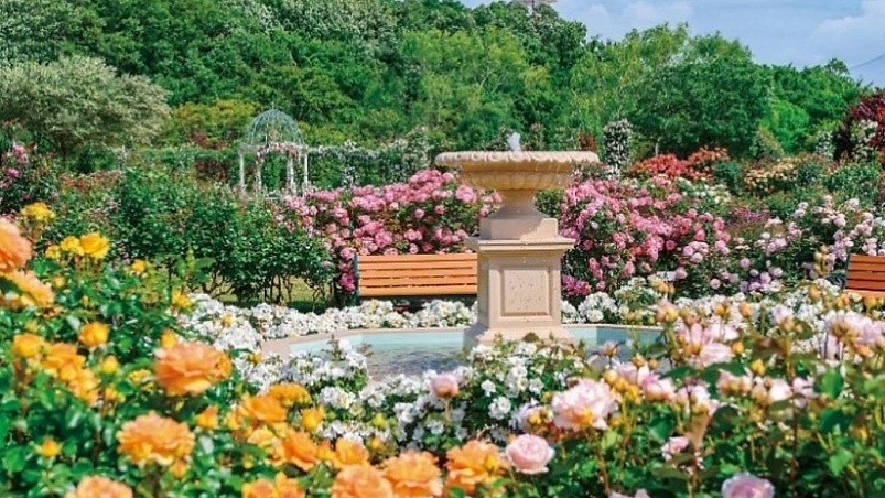 В саду роз Кэйсэй в префектуре Тиба пройдет весенний фестиваль цветов.