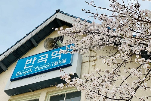 Корея: Цветение вишни