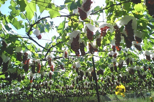 Алые листья в Окутама и сезонные фрукты