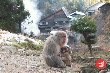 Необыкновенный Нагано