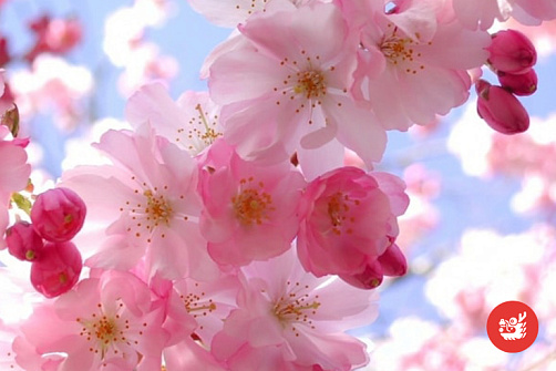 Сакура в цвету! 2026