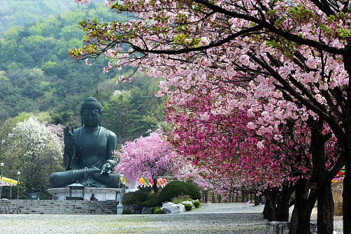 Корея: Цветение сакуры