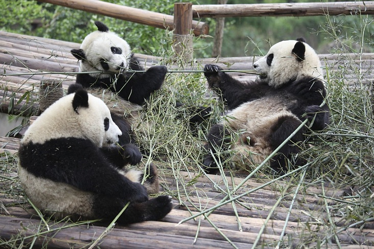 Японские города сражаются за право приютить китайскую панду
