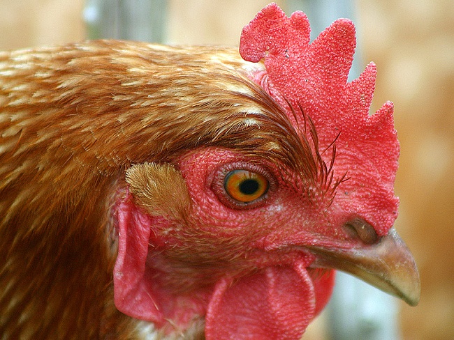 Японские ученые создали куриц, яйца которых будут бороться с раком